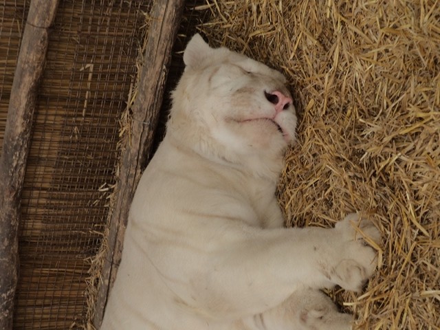 zoologico de lujan - tigre branco