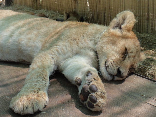 zoológico de Luján - filhote de leao